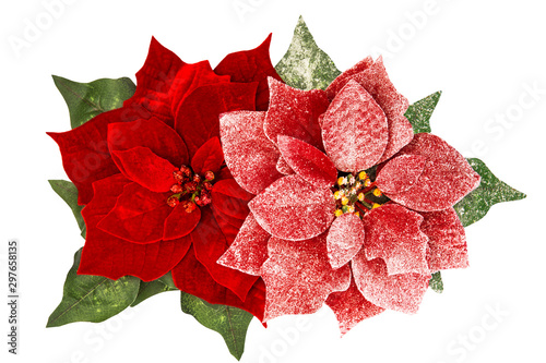 Red Christmas flower poinsettia snow decoration