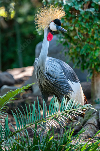 grey crowned crane east African