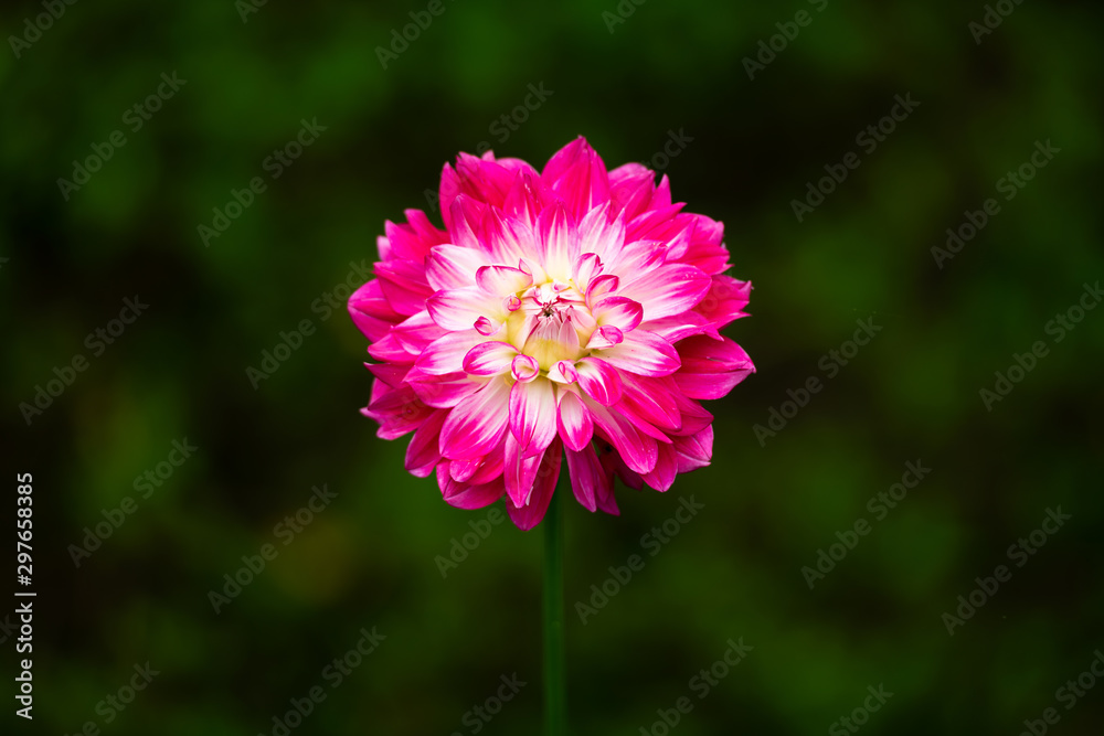 dahlia dahlia