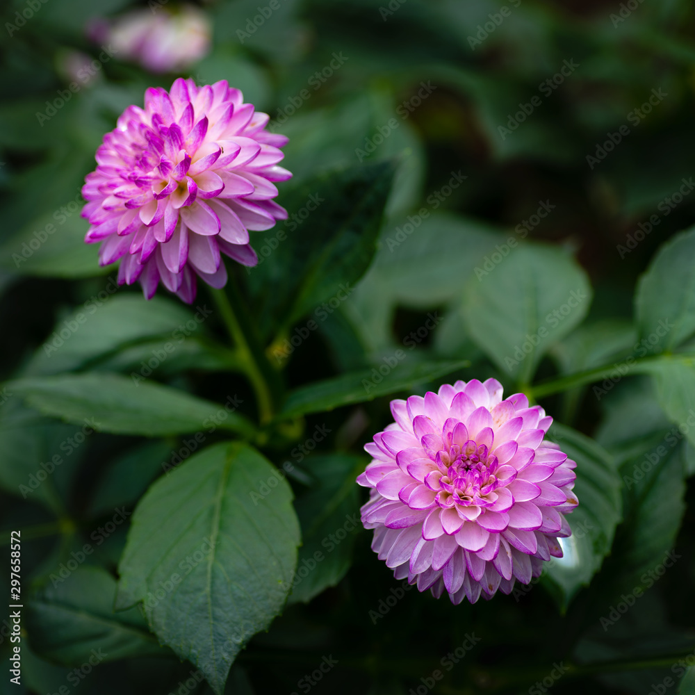Dahlia Dahlia