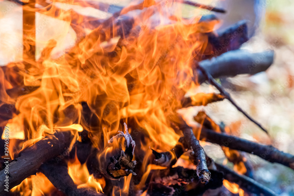 Fire in the forest. Dry firewood burns bright flames_ Fire in the forest. Dry firewood burns bright flames_