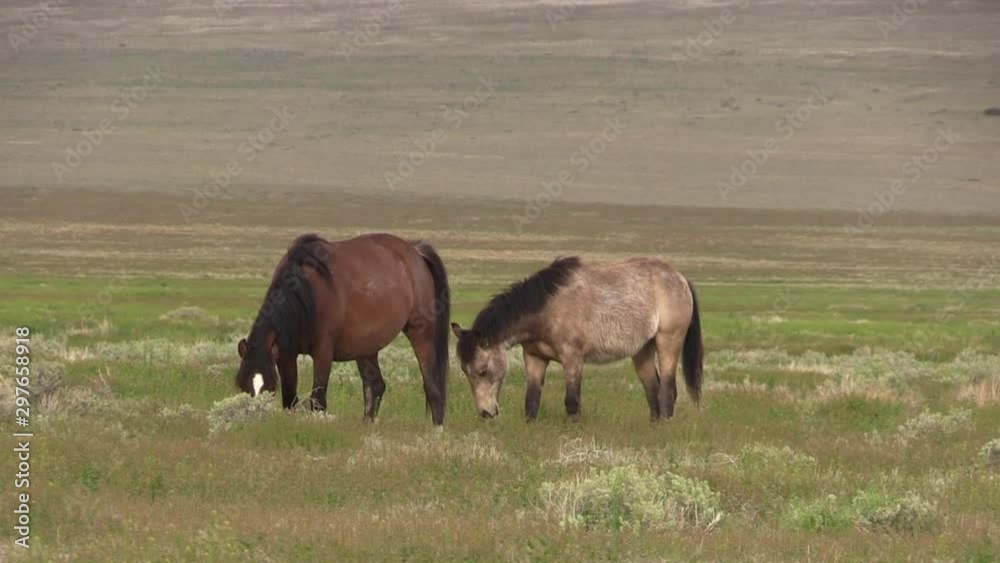 Wild Horses in the Utah Desert in Spring Wild Horses in the Utah Desert in Spring