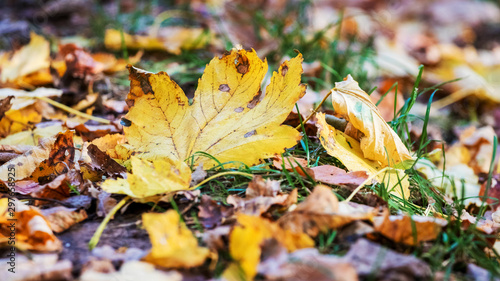 Dry yellow maple leaf on grass. Autumn forest_