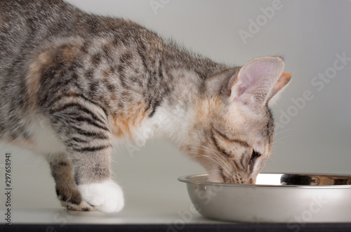 Cute kitten eating his meal