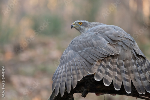 bird of prey sits on a branch and looks alert and protects its prey with its wings