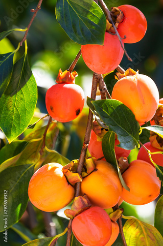 Photography A Bunch of colorful persimmon fruits in Garden of villa borghese Rome Italy
