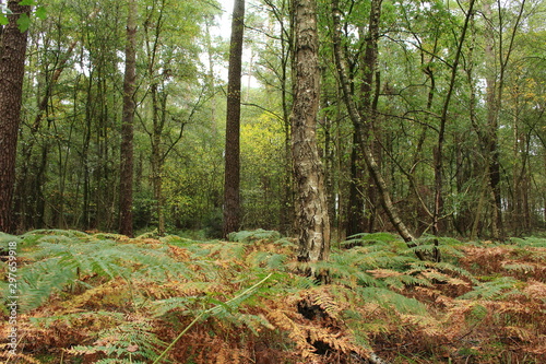 Der naturbelassene Wald