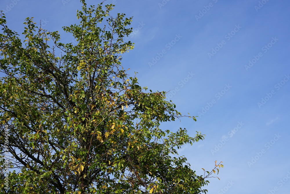 Pflaumenbaum vor blauem Himmel Pflaumenbaum vor blauem Himmel