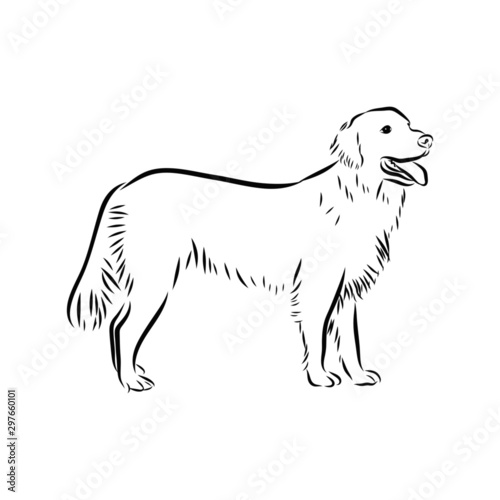 silhouette of dog isolated on white background, golden retriever sketch 