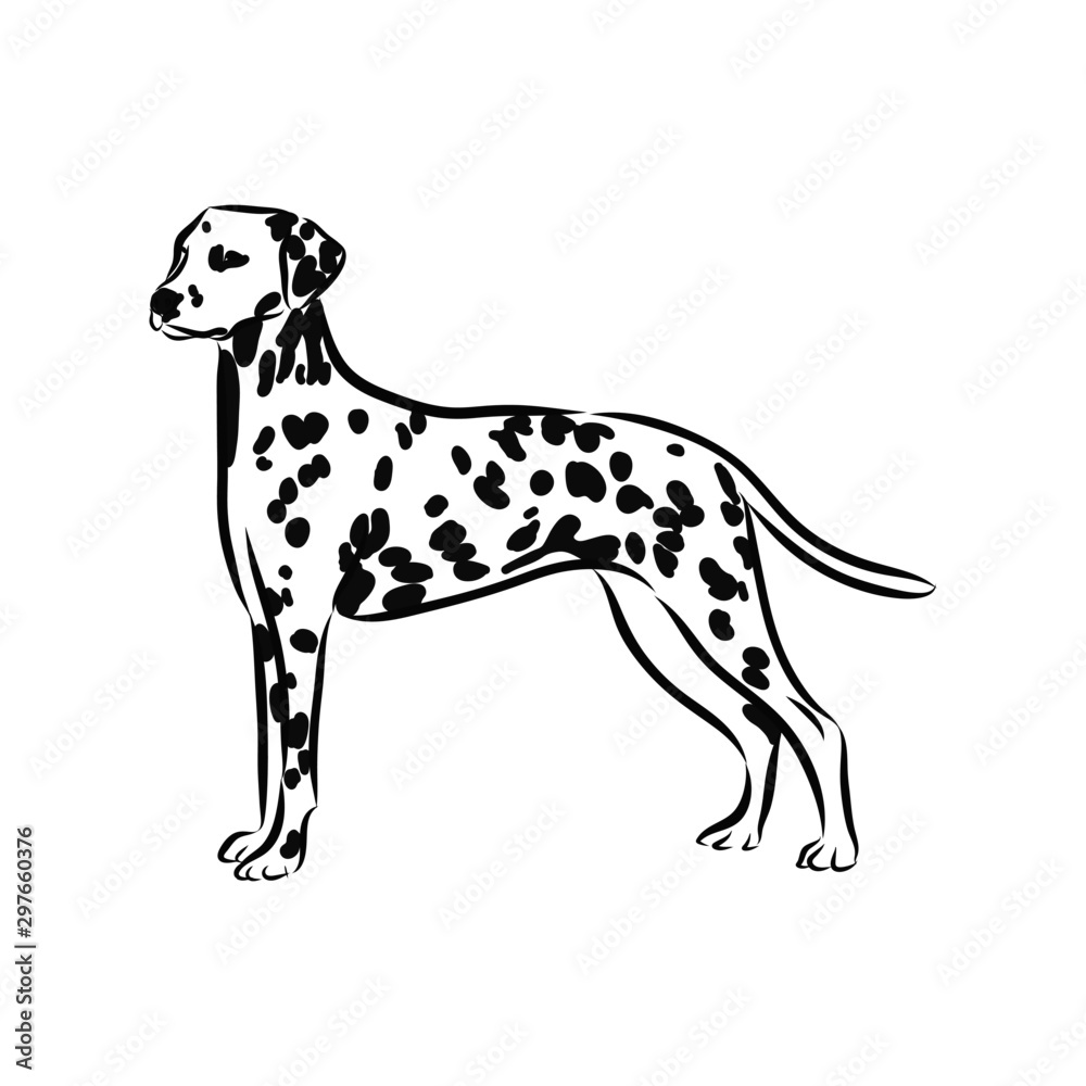 vector image of a dog, dalmatien sketch 