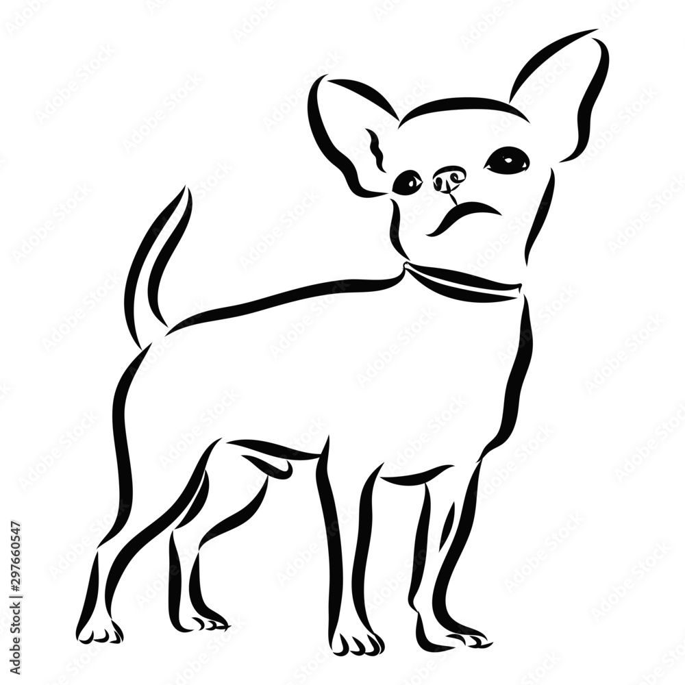 vector illustration of a dog, chihuahua sketch 