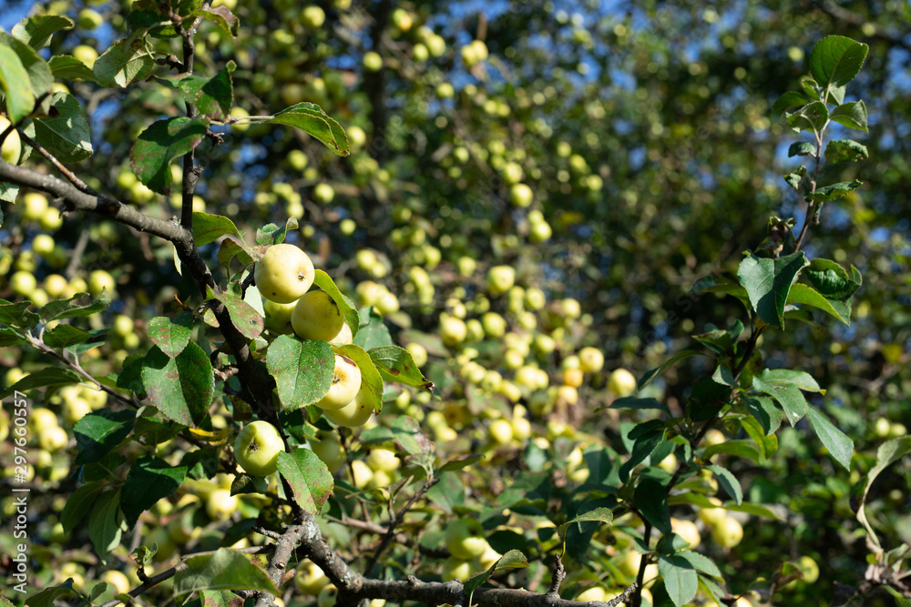 Wild green apples on a branch against a blue sky. A branch of apple trees with apples. Wild green apples on a branch against a blue sky. A branch of apple trees with apples.