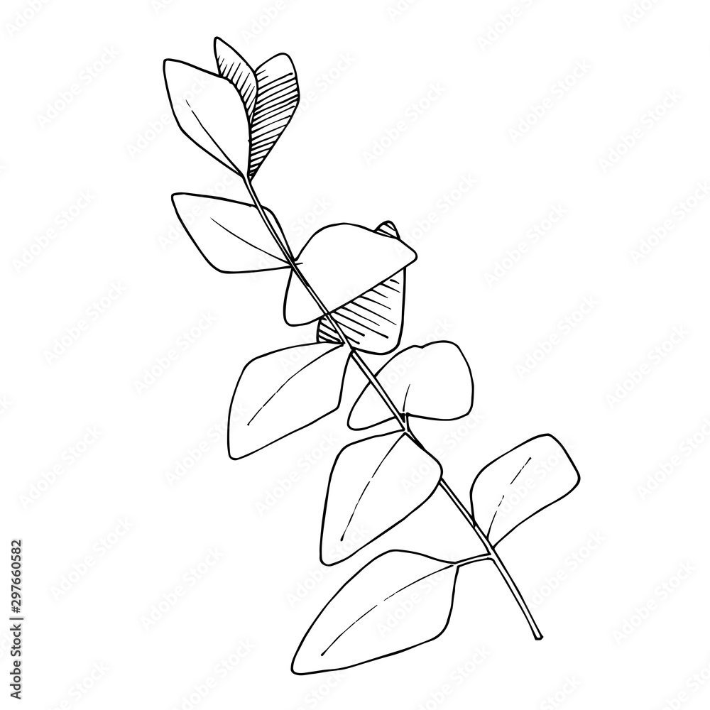 Vector Eucalyptus leaves branch. Black and white engraved ink art. Isolated branches illustration element. Vector Eucalyptus leaves branch. Black and white engraved ink art. Isolated branches illustration element.