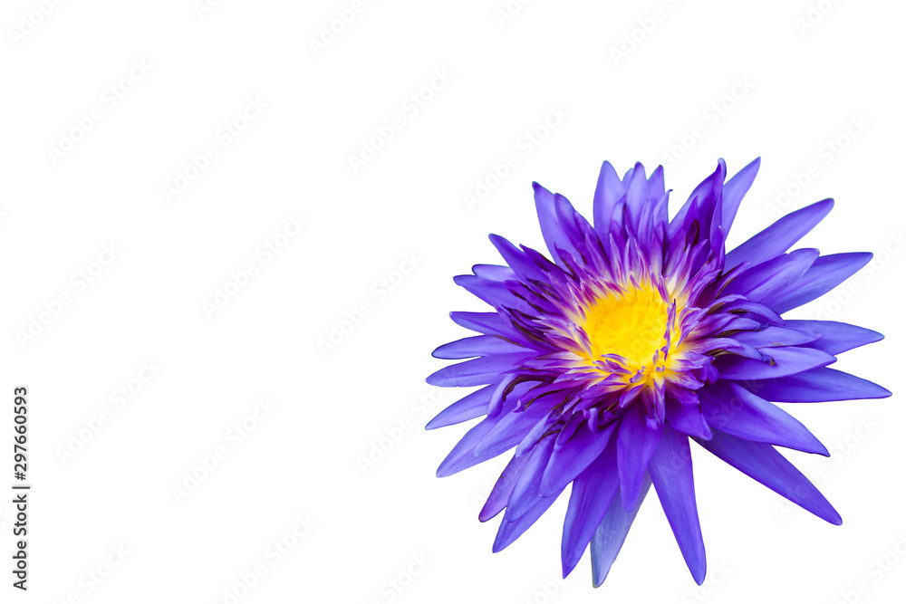 Obraz premium Purple waterlily isolated on white background