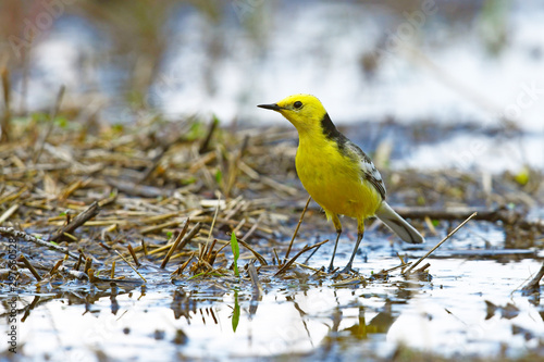  Zitronenstelze (Motacilla citreola) im Nationalpark Biebrza, Polen - Citrine wagtail in Biebrza National Park photo