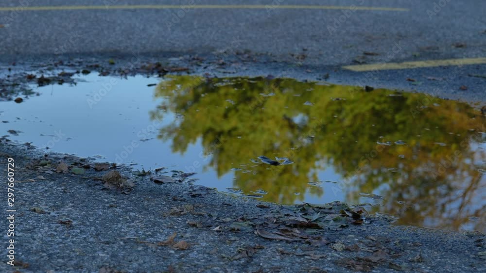 Puddle on street reflecting trees Puddle on street reflecting trees