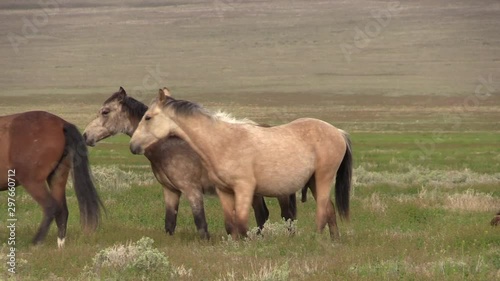 Wallpaper Mural Wild Horses in the Utah Desert in Spring Torontodigital.ca