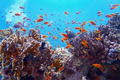 Beautiful tropical coral reef with shoal or red coral fish Anthias © Tunatura