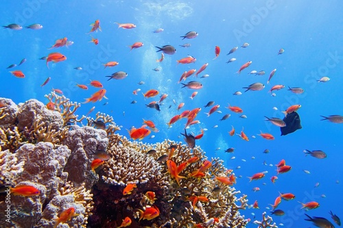 Fototapeta Naklejka Na Ścianę i Meble -  Beautiful tropical coral reef with shoal or red coral fish Anthias