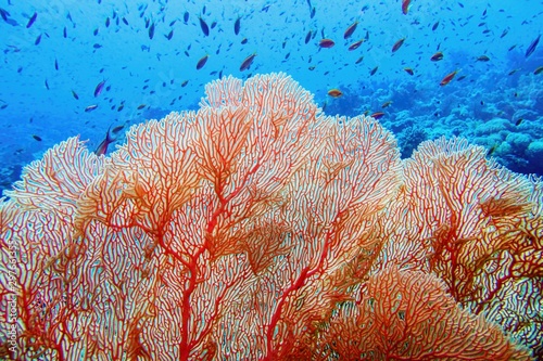  Organic texture of Pink Sea Fan or Gorgonia coral (Annella mollis)