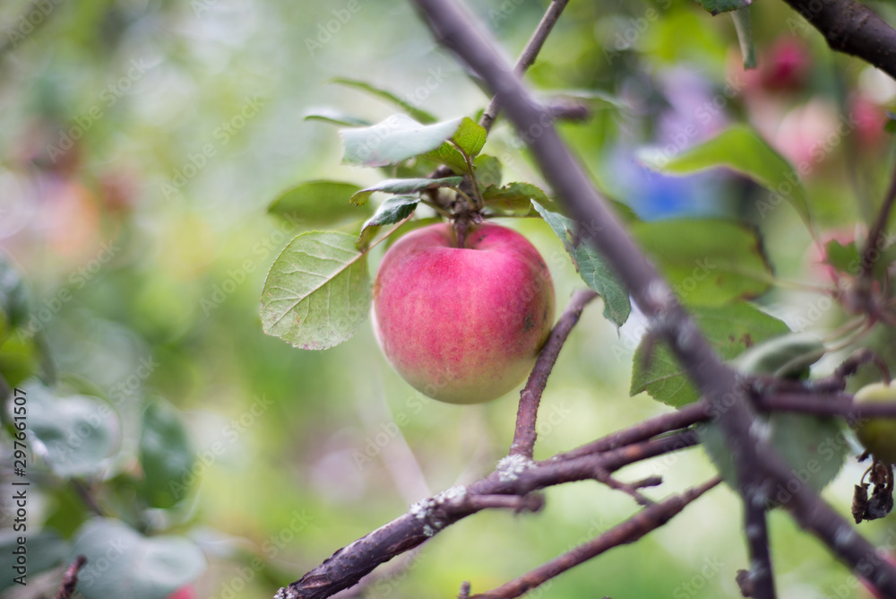 red apples on a tree red apples on a tree