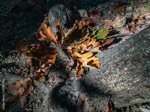 Fallen yellow-orange oak leaves on stony soil at the texture roots of a tree illuminated by the autumn sun.