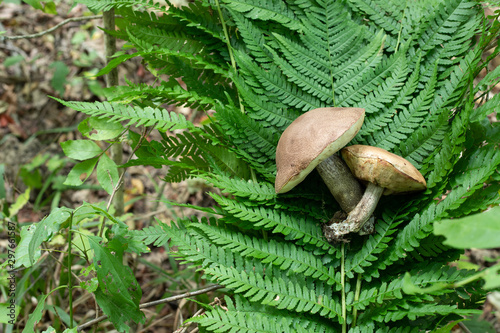 Boletus in a dark autumn forest, Fern, mushroom