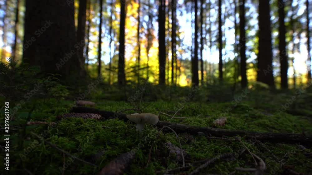 On the way through a green, sunny, mossy forest. On the way through a green, sunny, mossy forest.