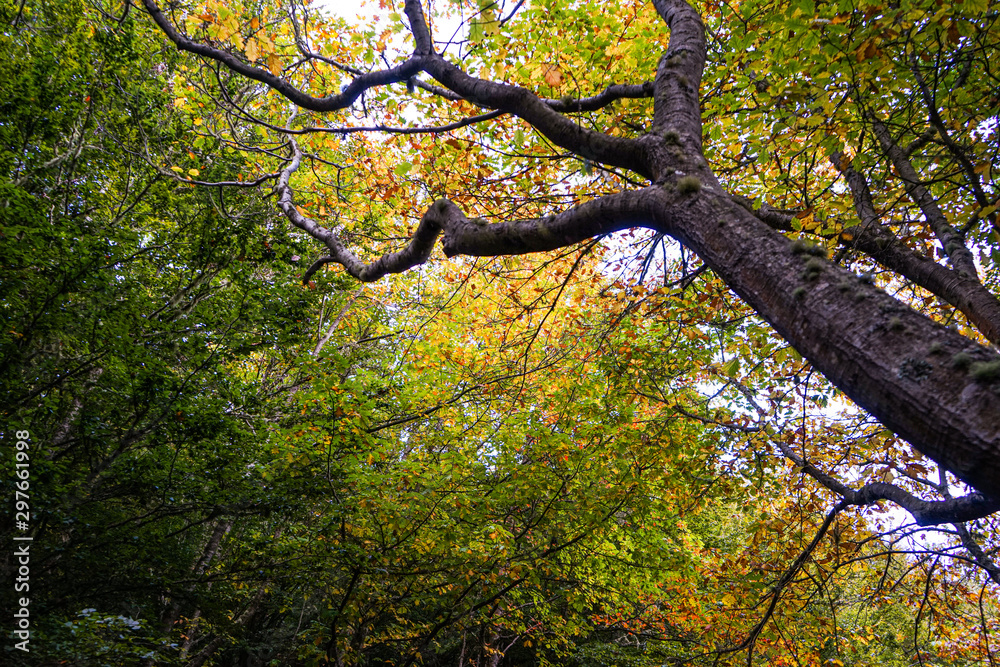 Autumn Landscape with Trees and Foliage Autumn Landscape with Trees and Foliage