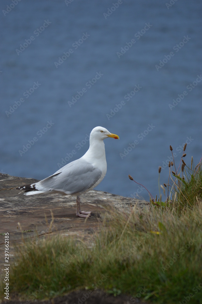 les oiseaux les oiseaux