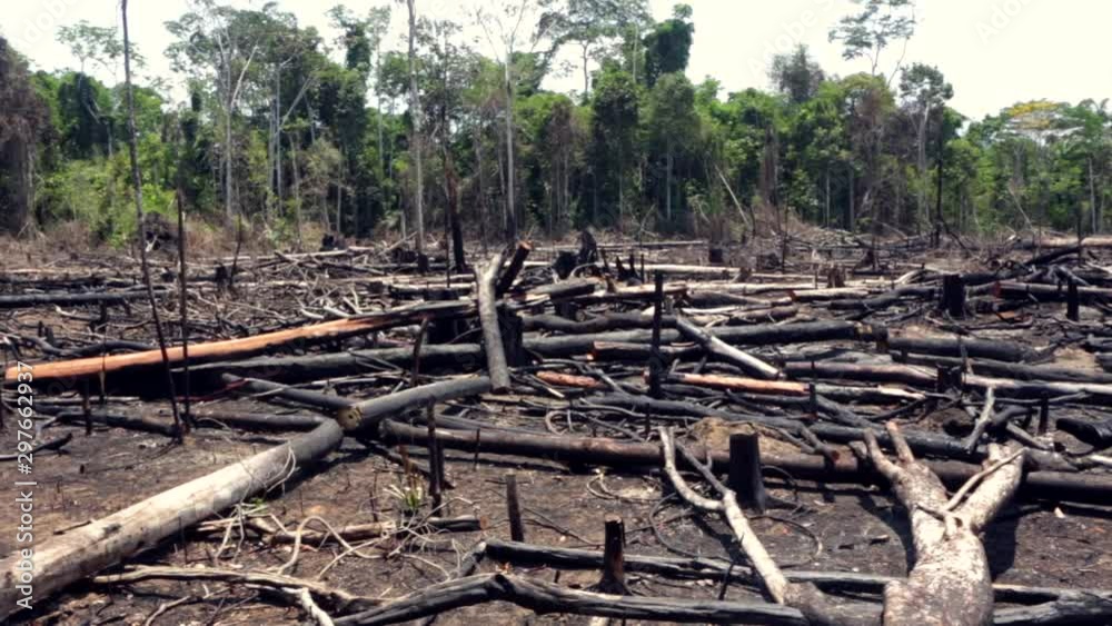 Trees burned in illegal deforestation to open area for agriculture in the Amazon rainforest. Concept of deforestation, environmental damage, climate change and global warming. Para state, Brazil. Trees burned in illegal deforestation to open area for agriculture in the Amazon rainforest. Concept of deforestation, environmental damage, climate change and global warming. Para state, Brazil.