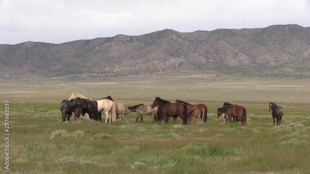 Wild Horses in the Utah Desert in Spring Wild Horses in the Utah Desert in Spring