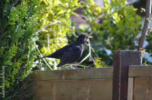 les oiseaux