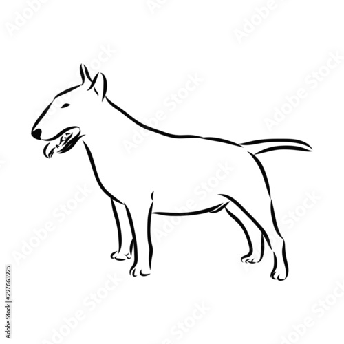 vector illustration of a dog  bull terrier 