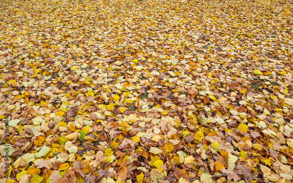 Fallen yellow leaves in the park in autumn. Nature background Fallen yellow leaves in the park in autumn. Nature background