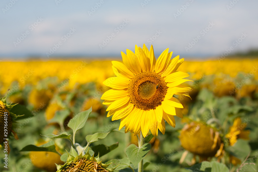 field of sunflowers and Ural mountauns