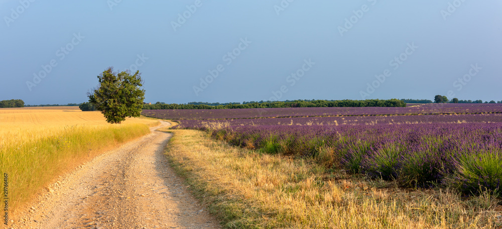Fototapeta premium Lavender 40