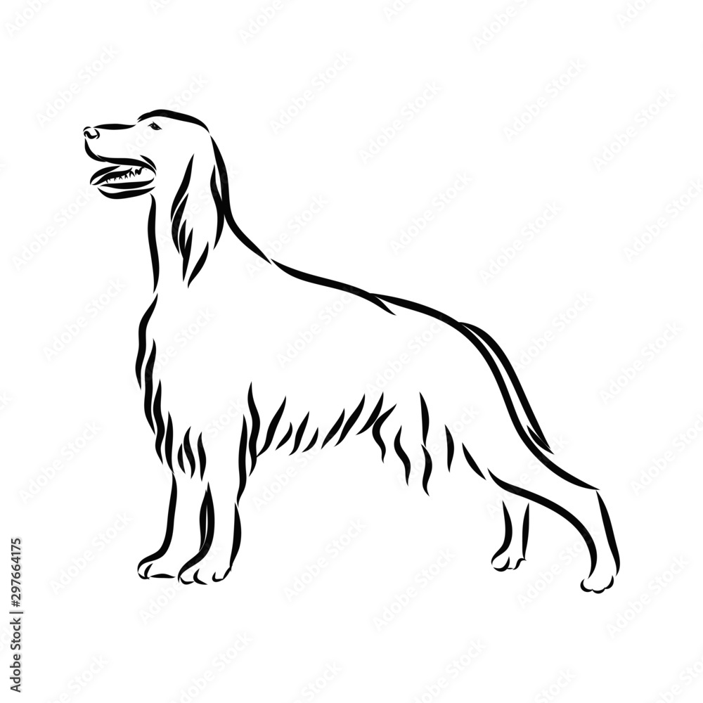 vector image of a dog, irish setter sketch 