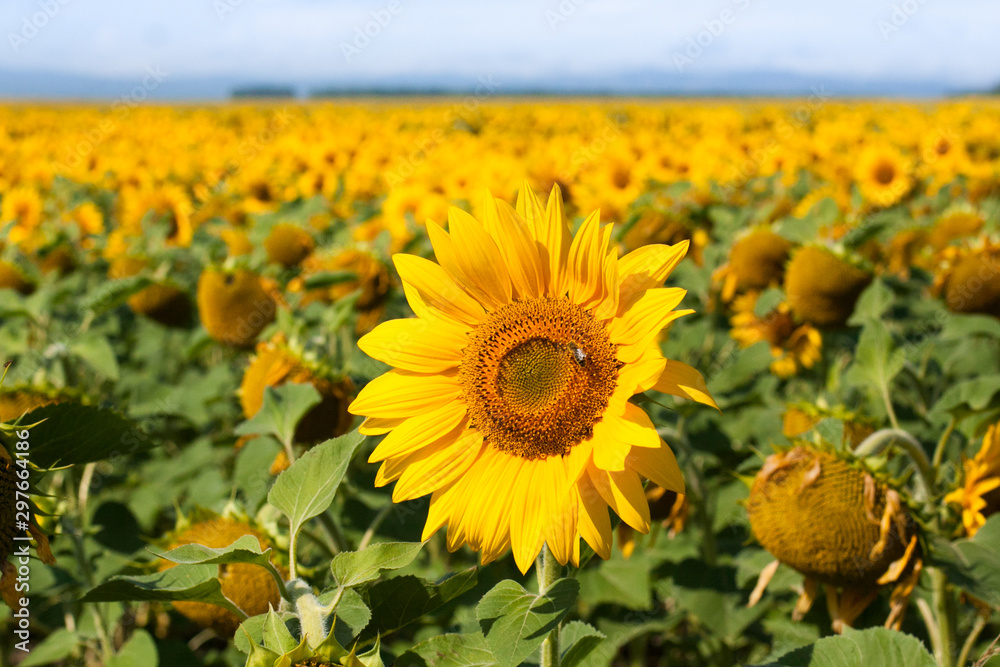 Fototapeta premium field of sunflowers and Ural mountauns