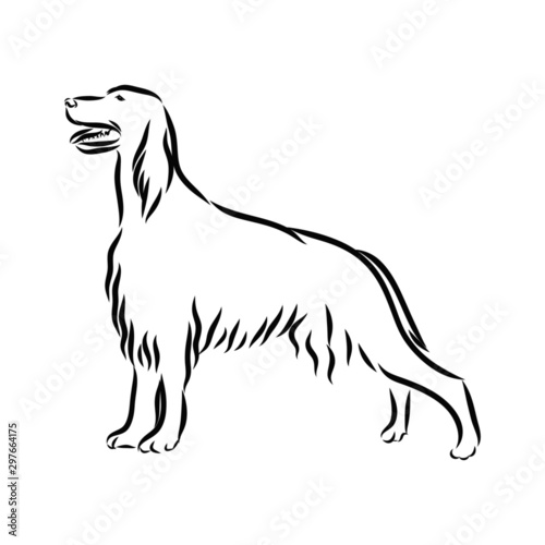 vector image of a dog, irish setter sketch 