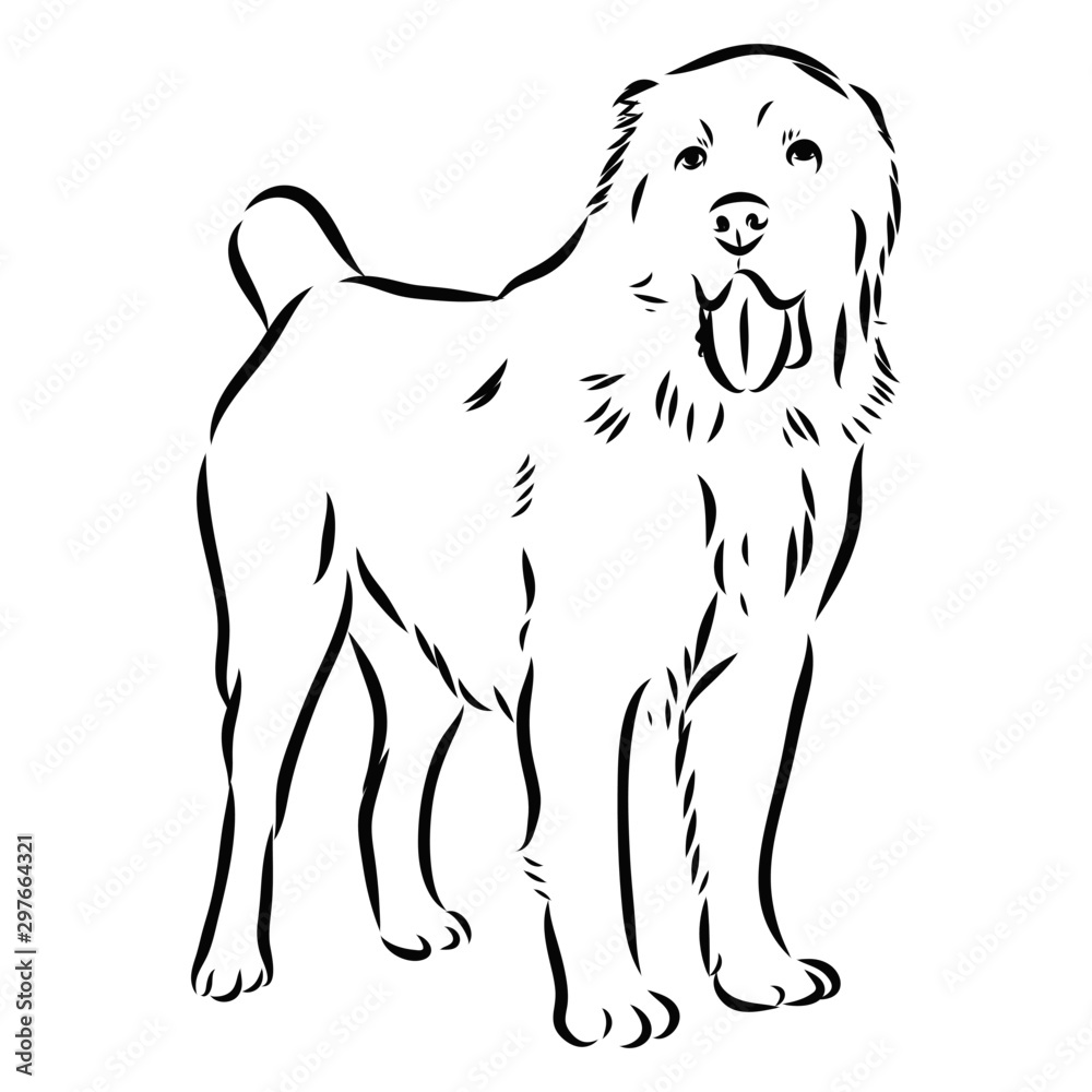 vector illustration of a dog, alabai wolfhound sketch vector illustration of a dog, alabai wolfhound sketch
