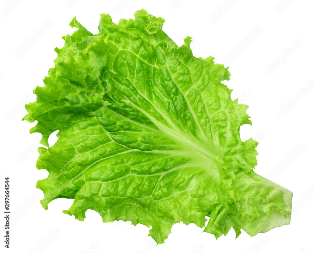 one lettuce leaf isolated on a white background one lettuce leaf isolated on a white background