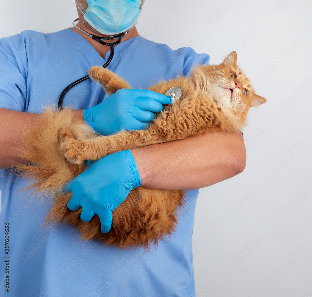 Veterinarian in blue uniform and sterile latex gloves holds and examines a big fluffy red cat Veterinarian in blue uniform and sterile latex gloves holds and examines a big fluffy red cat