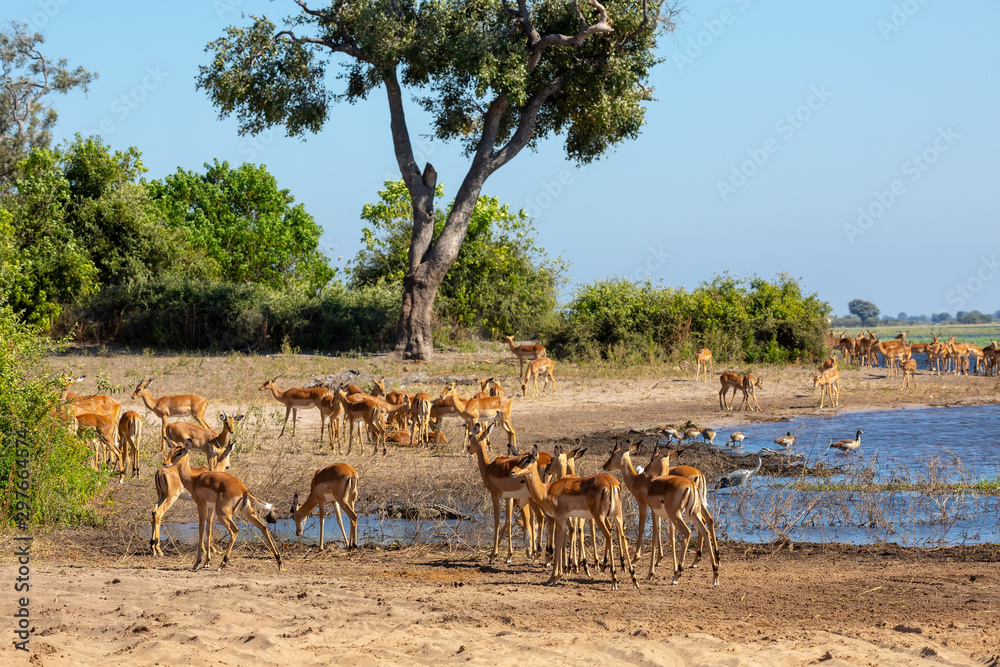 drinking herd of impala in Chobe river, Botswana Africa safari wildlife, Typical nature scene drinking herd of impala in Chobe river, Botswana Africa safari wildlife, Typical nature scene