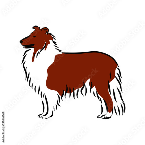 vector illustration of dog, scottish shepherd collie, sketch 