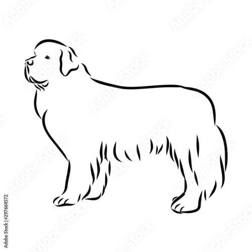 illustration of a dog  newfoundland dog sketch  contour vector illustration 