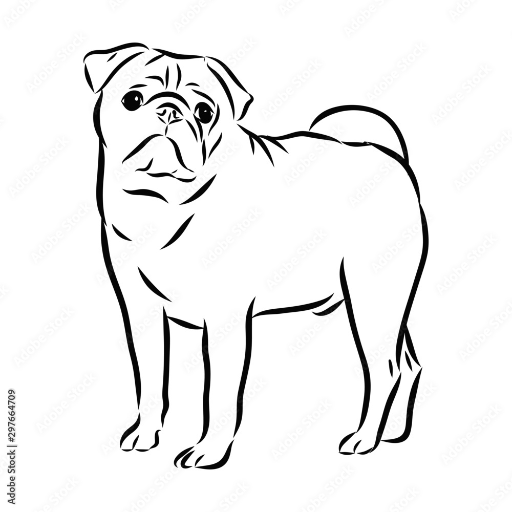 vector illustration of a dog, pug sketch, contour vector illustration 