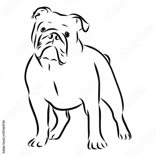 vector illustration of a dog  English bulldog sketch 