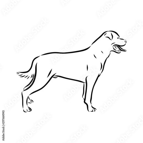 silhouette of dog isolated on white  rottweller sketch 