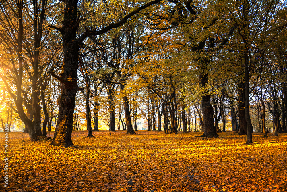 Fototapeta premium Autumn forest landscape. The road among the trees in the forest. Fall nature.